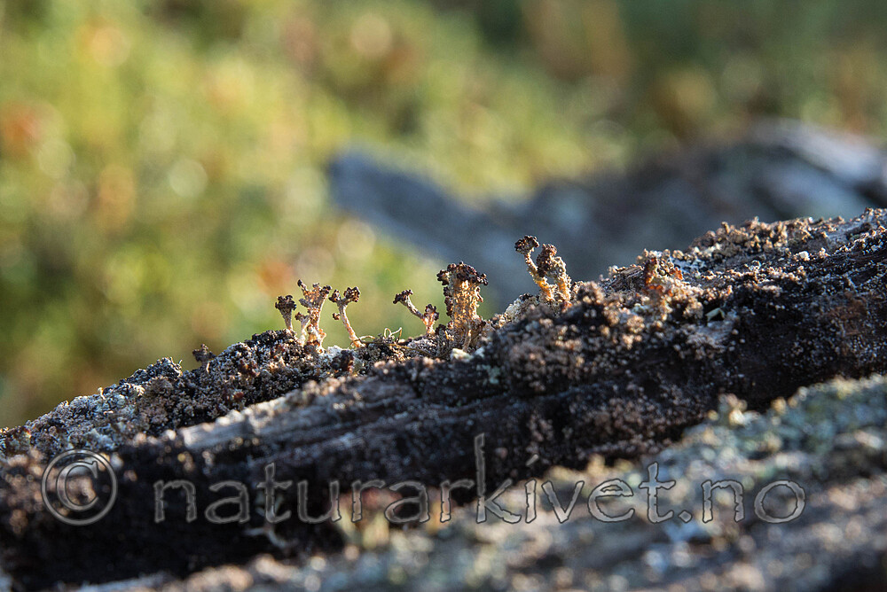 SIG_0241 / Cladonia parasitica / Furuskjell