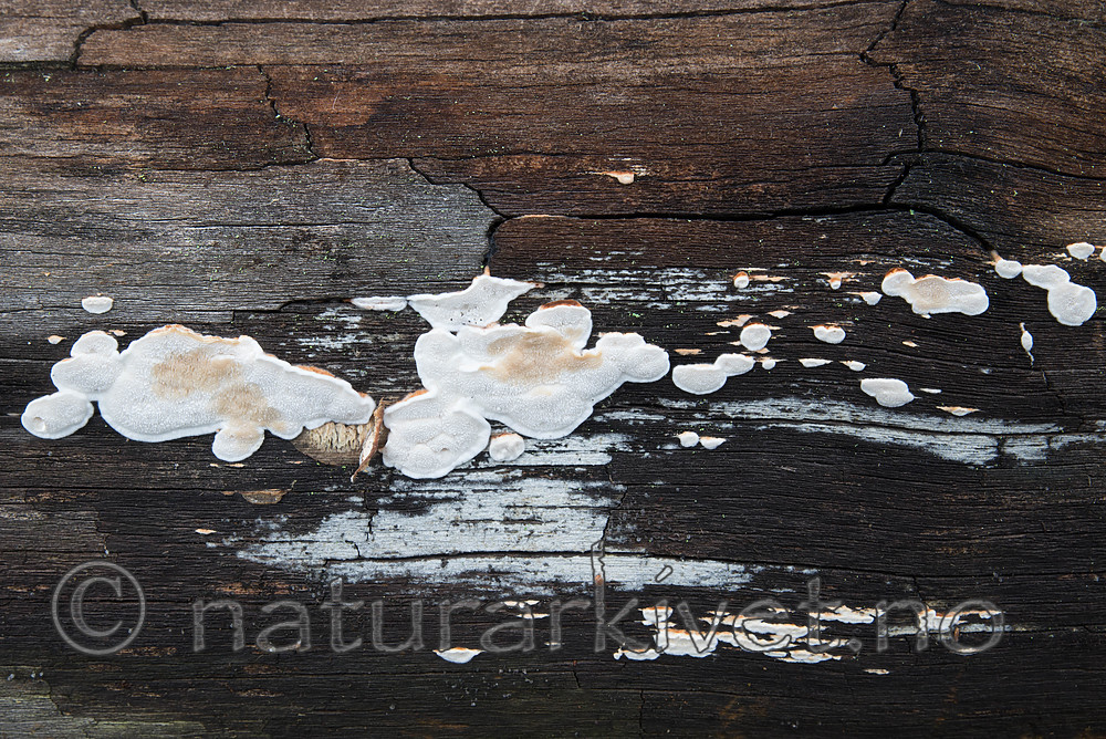 SIG_0282-2 / Postia lateritia / Laterittkjuke