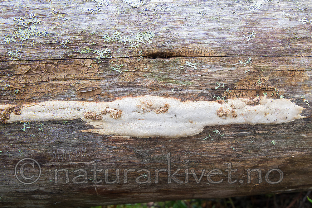 SIG_0357 / Antrodia infirma / Taigahvitkjuke