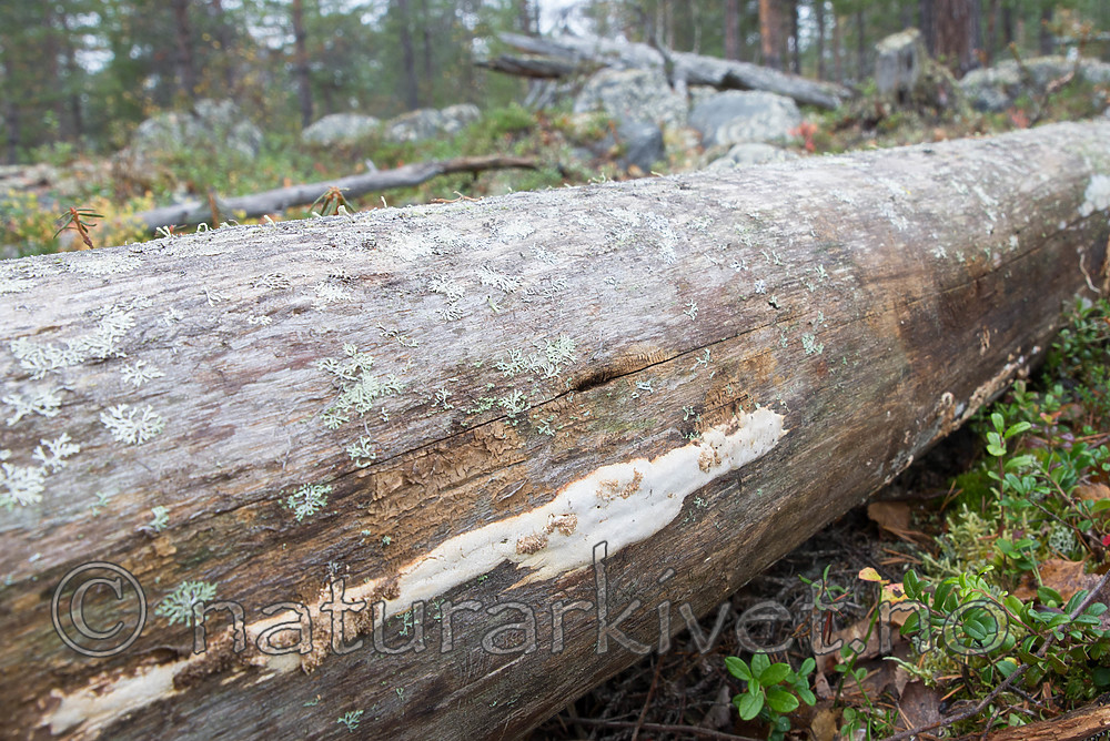 SIG_0359 / Antrodia infirma / Taigahvitkjuke