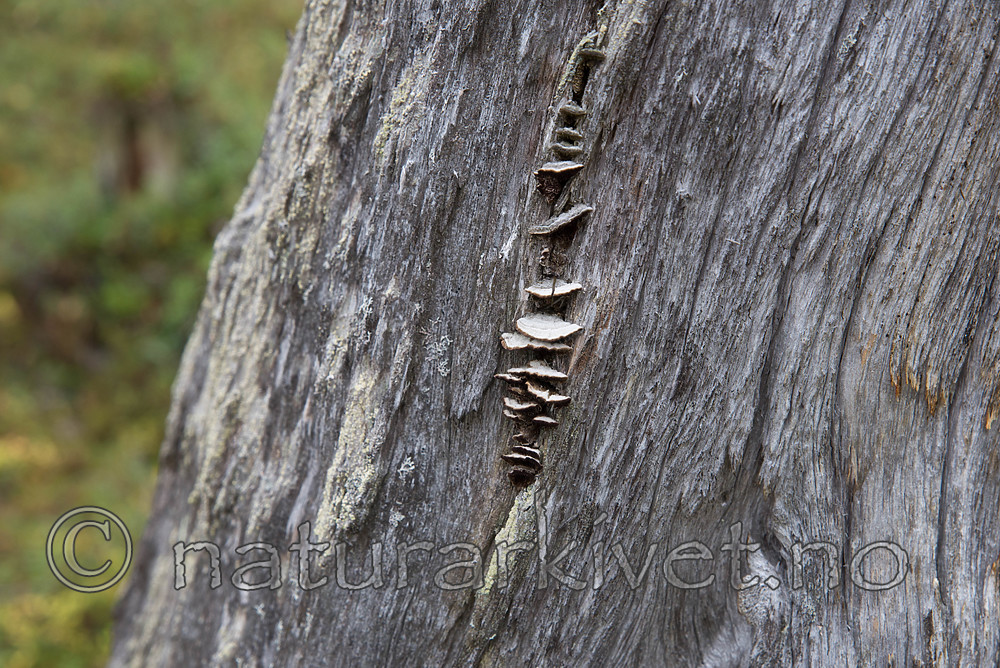 SIG_0379 / Trichaptum laricinum / Lamellfiolkjuke
