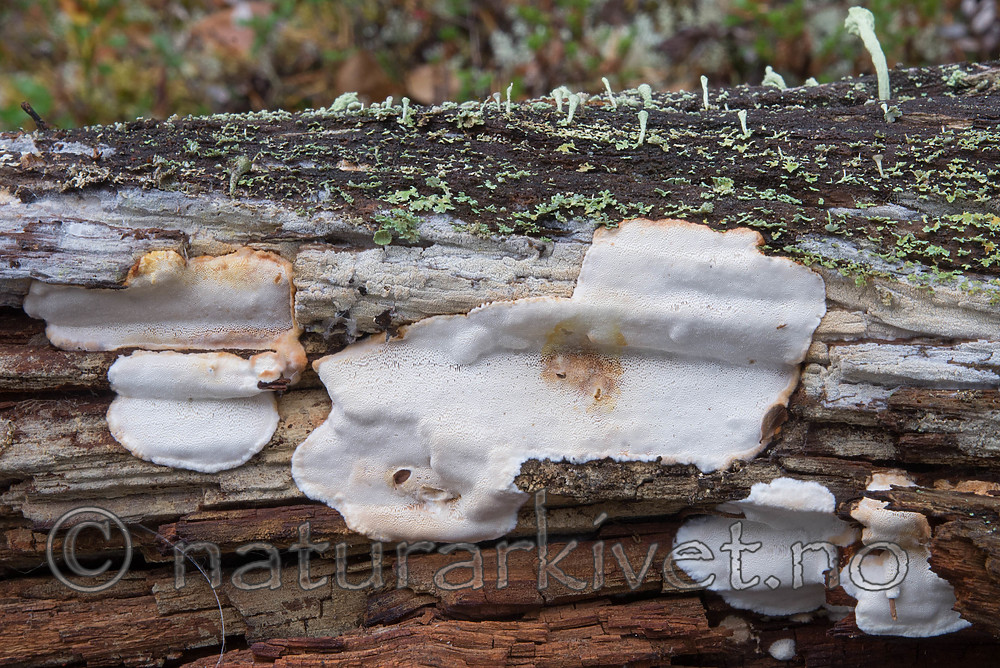 SIG_0392 / Antrodia albobrunnea / Flekkhvitkjuke