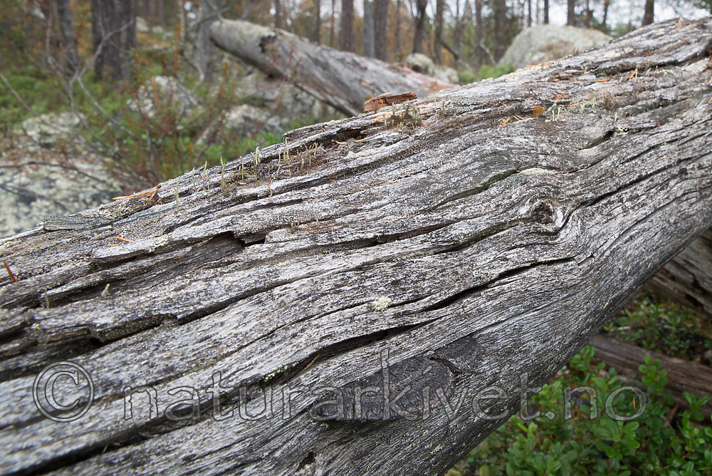 SIG_0407 / Gloeophyllum protractum / Langkjuke
