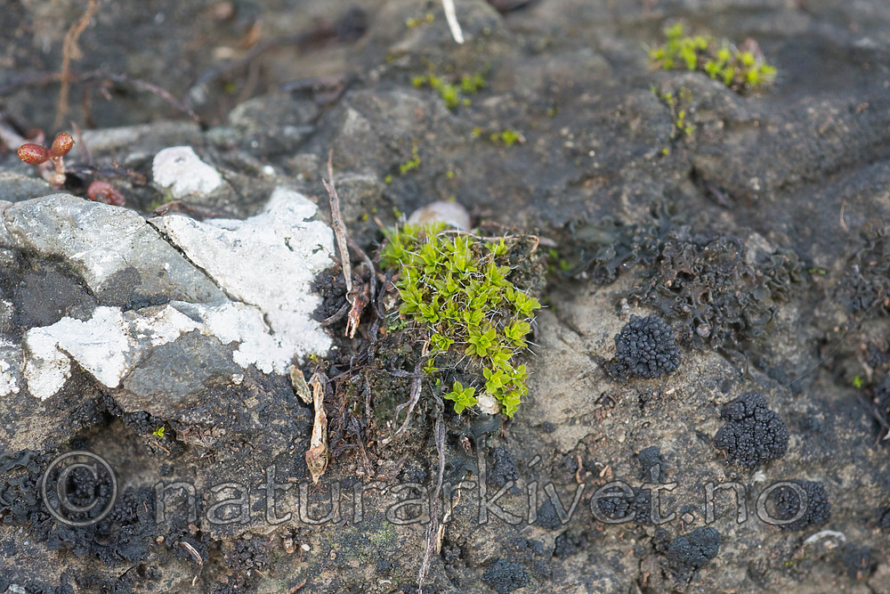 SIG_0528 / Syntrichia montana / Midjehårstjerne