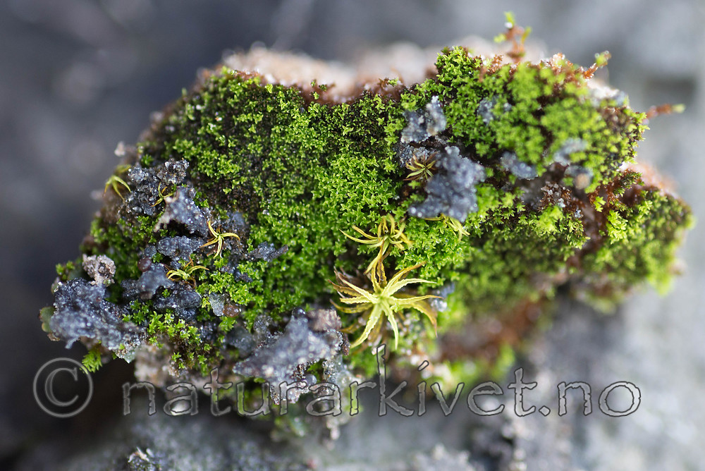 SIG_0571 / Fissidens gracilifolius / Pyslommemose