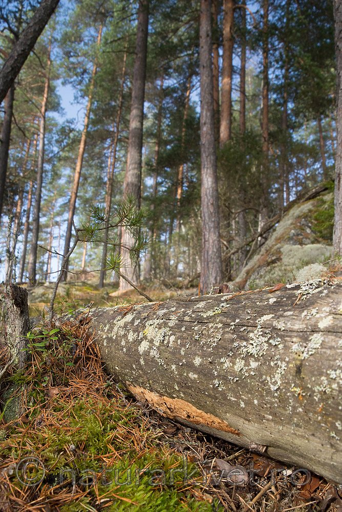 SIG_0856 / Rhodonia placenta / Pastellkjuke