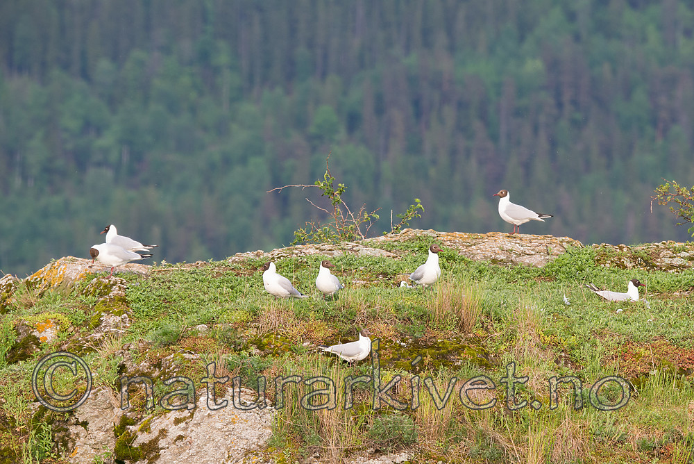 SIG_1074 / Chroicocephalus ridibundus / Hettemåke