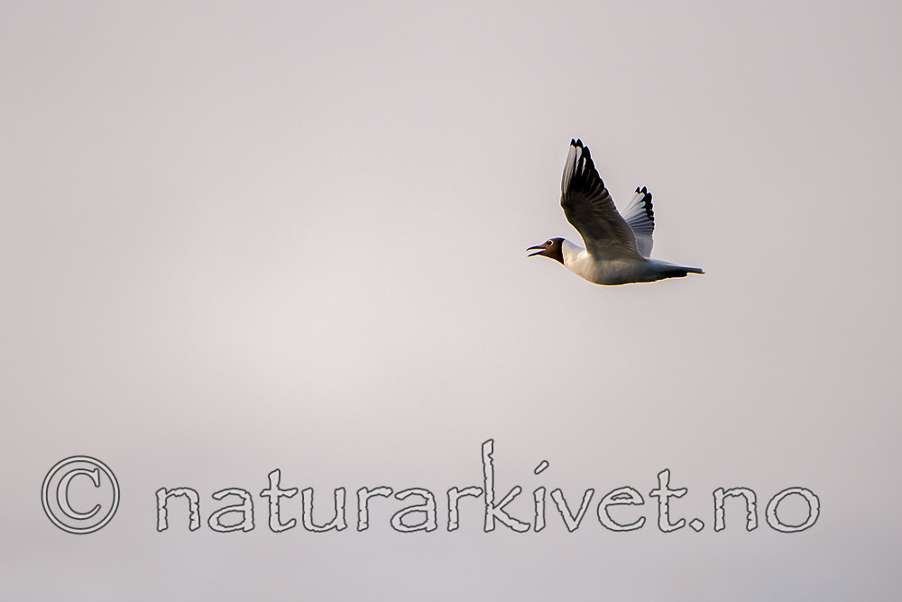 SIG_1103 / Chroicocephalus ridibundus / Hettemåke