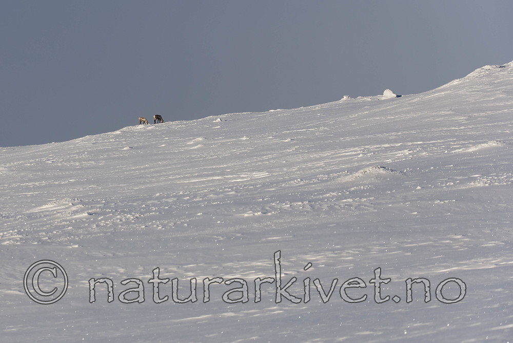 SIG_1117 / Rangifer tarandus tarandus / Fjellrein