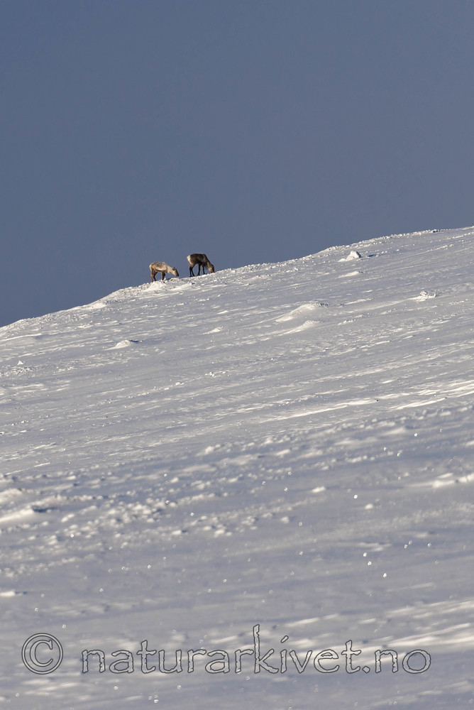 SIG_1119 / Rangifer tarandus tarandus / Fjellrein