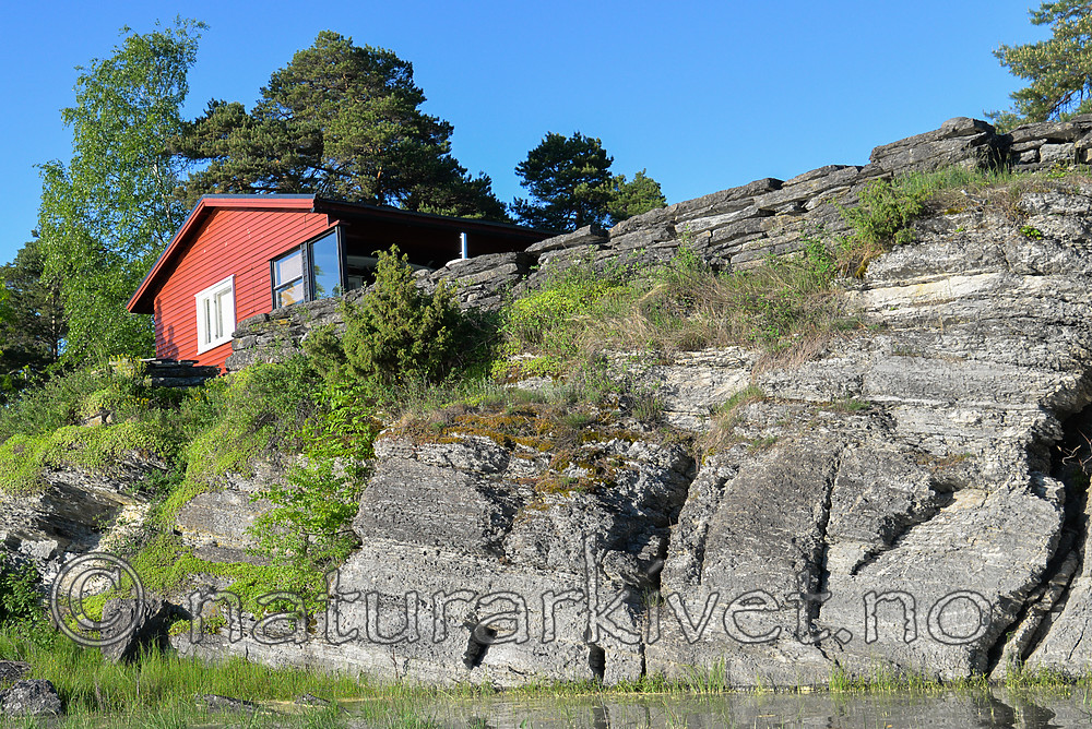 SIG_1178 / Phedimus spurius / Gravbergknapp