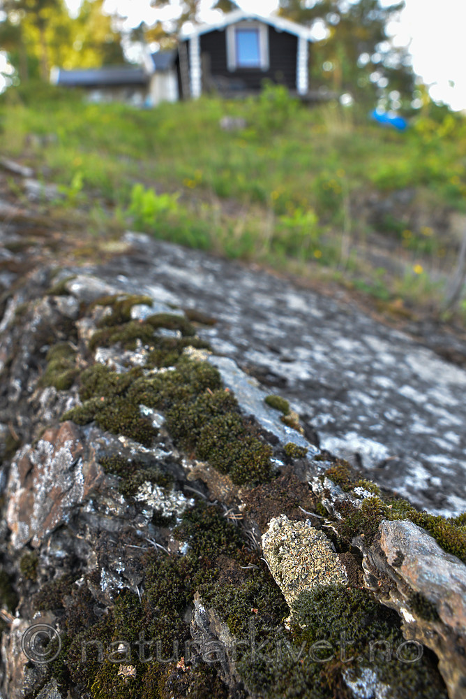 SIG_1180 / Squamarina cartilaginea