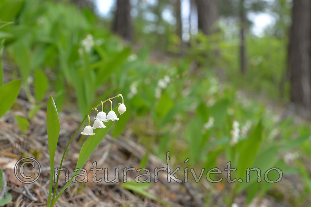 SIG_1195 / Convallaria majalis / Liljekonvall