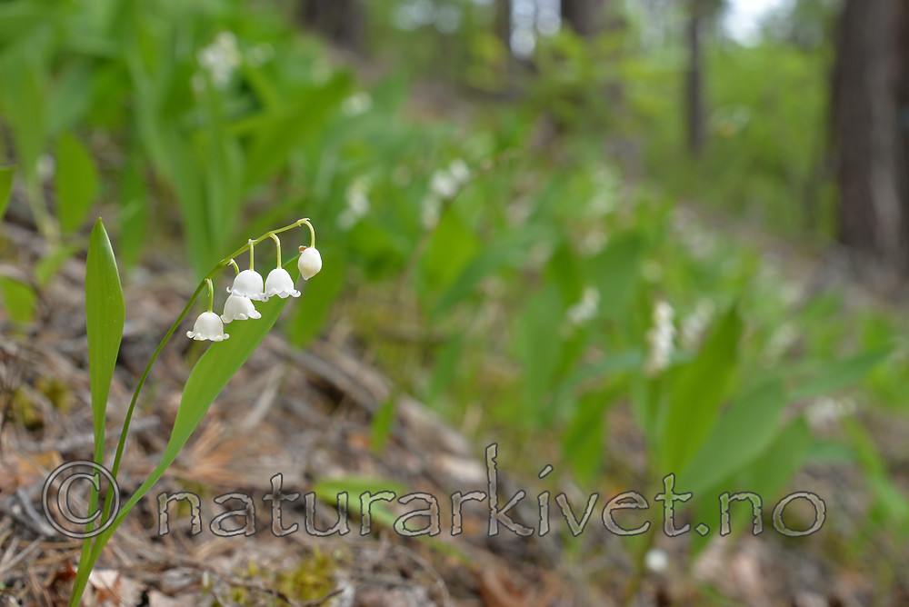 SIG_1198 / Convallaria majalis / Liljekonvall