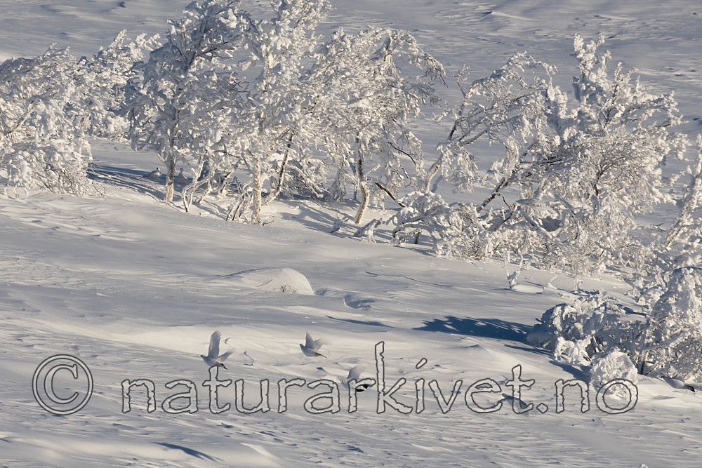 SIG_1213 / Lagopus lagopus / Lirype