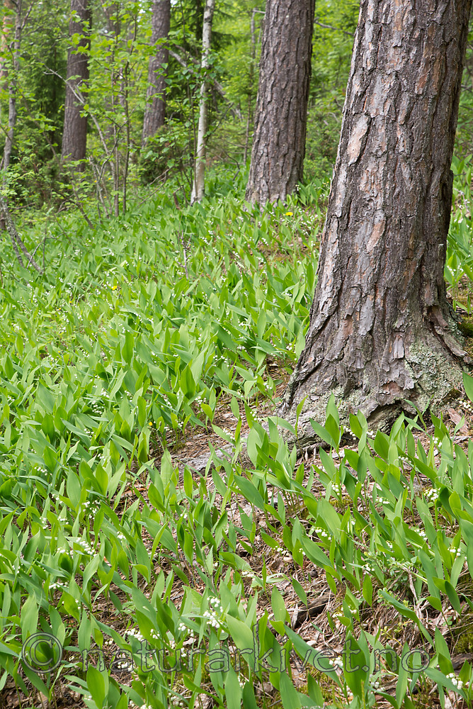 SIG_1215 / Convallaria majalis / Liljekonvall
