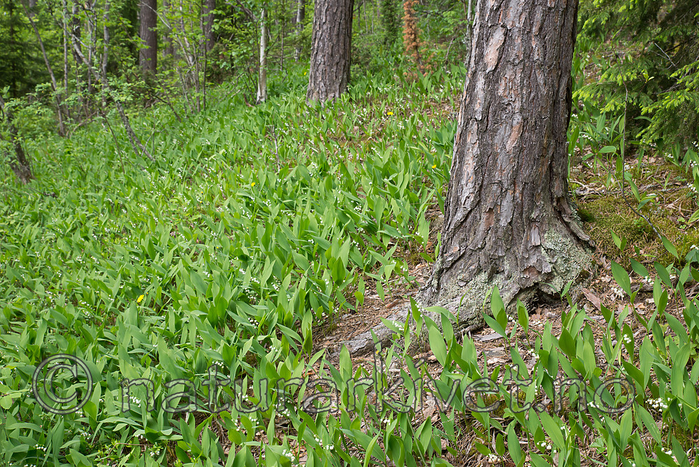 SIG_1216 / Convallaria majalis / Liljekonvall