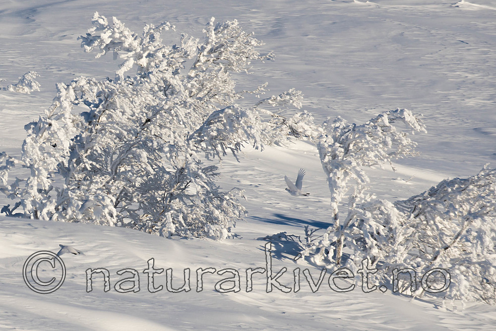 SIG_1218-3 / Lagopus lagopus / Lirype