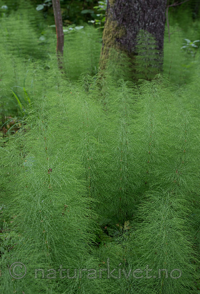 SIG_1261 / Equisetum sylvaticum / Skogsnelle