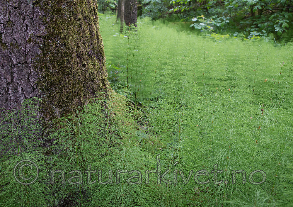 SIG_1263 / Equisetum sylvaticum / Skogsnelle
