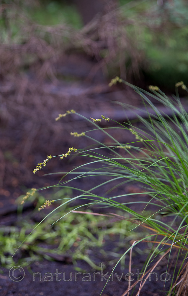 SIG_1284 / Carex remota / Slakkstarr