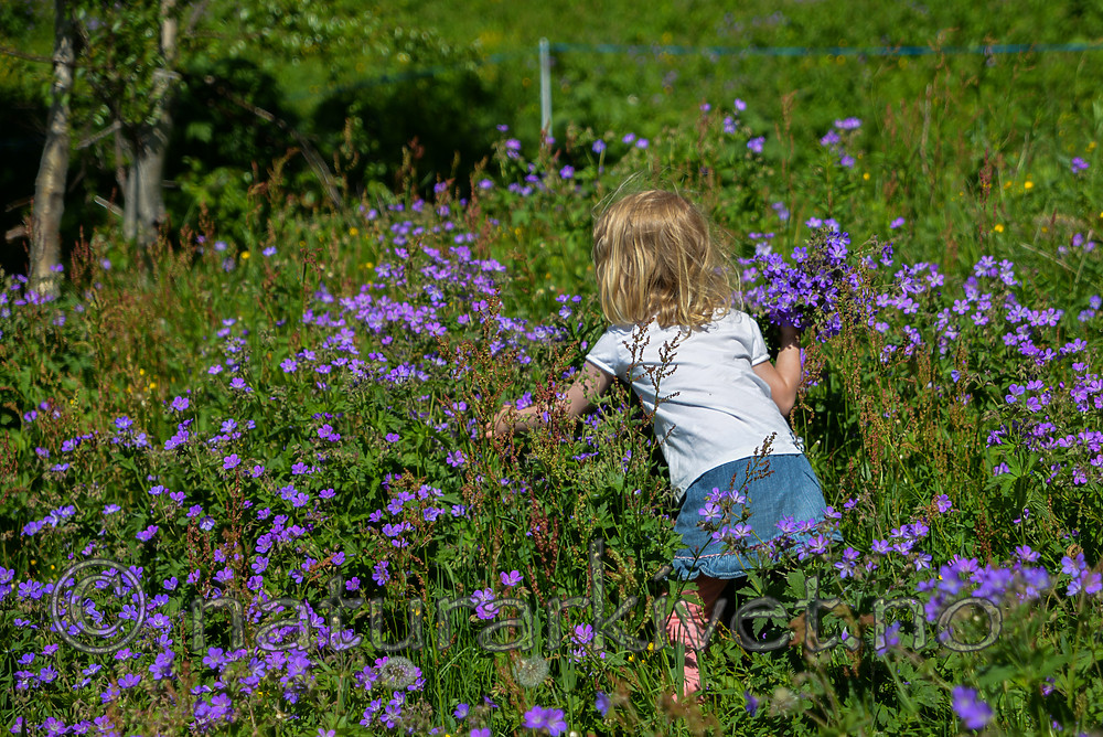SIG_1405 / Geranium sylvaticum / Skogstorkenebb