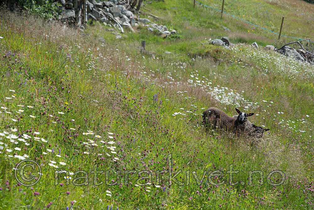 SIG_1499 / Ovis aries / Sau