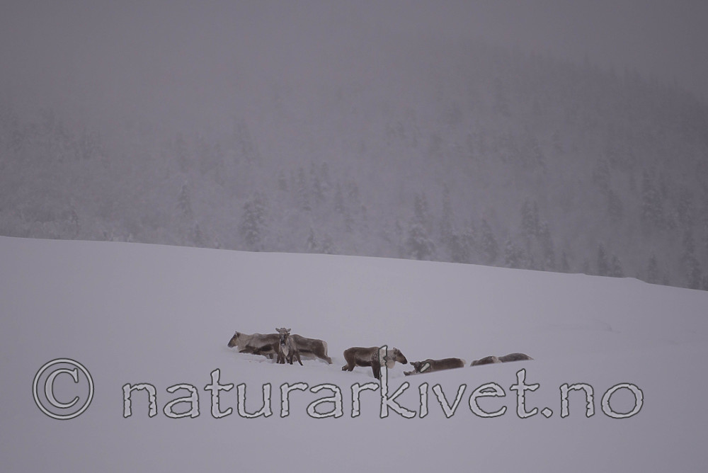 SIG_1536 / Rangifer tarandus tarandus / Fjellrein