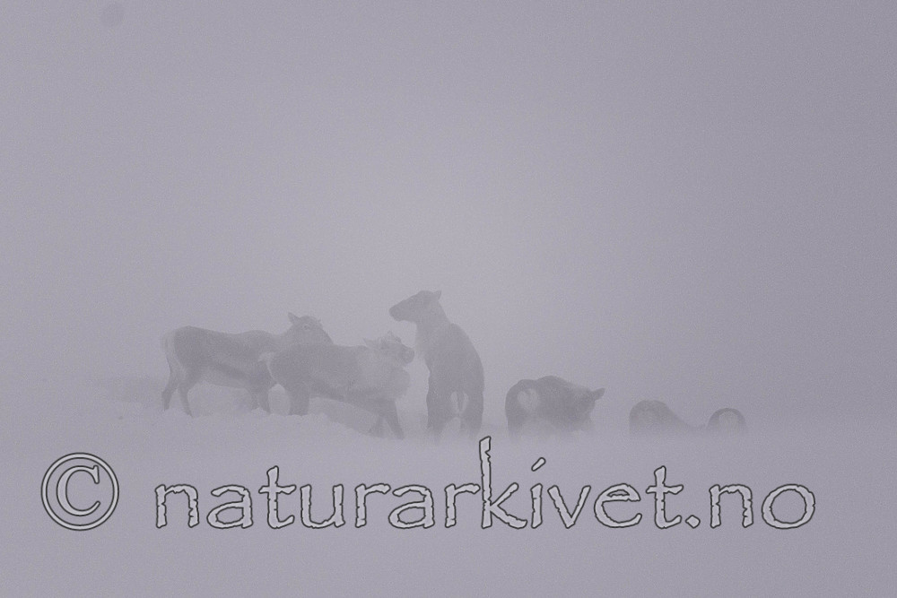 SIG_1545-2 / Rangifer tarandus tarandus / Fjellrein