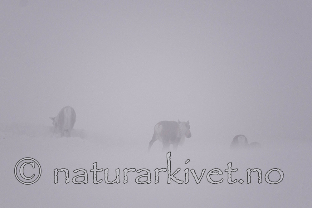 SIG_1547 / Rangifer tarandus tarandus / Fjellrein
