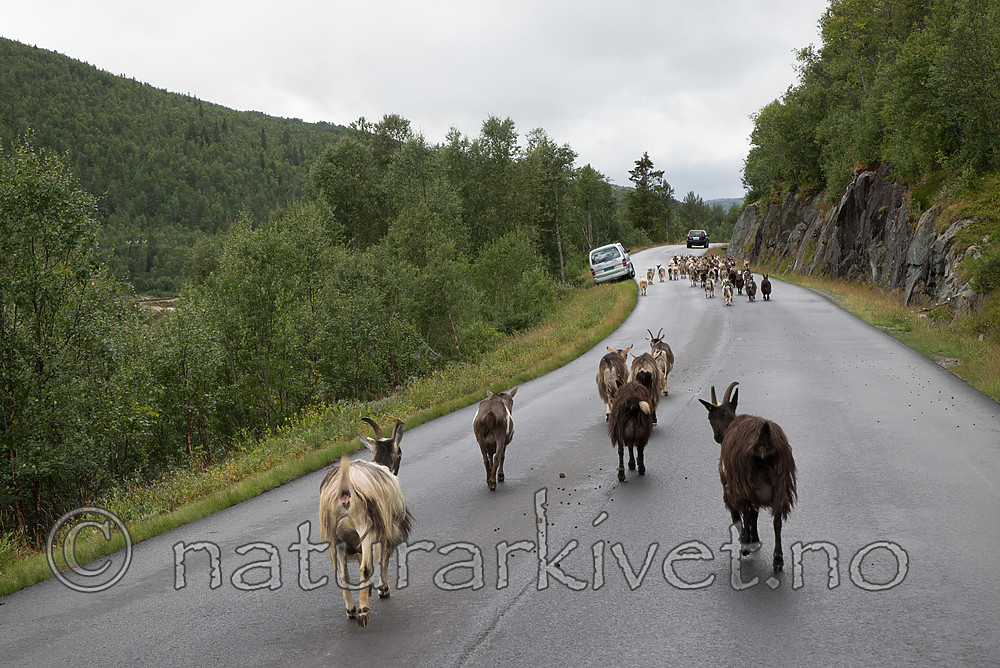 SIG_1854 / Capra hircus / Geit