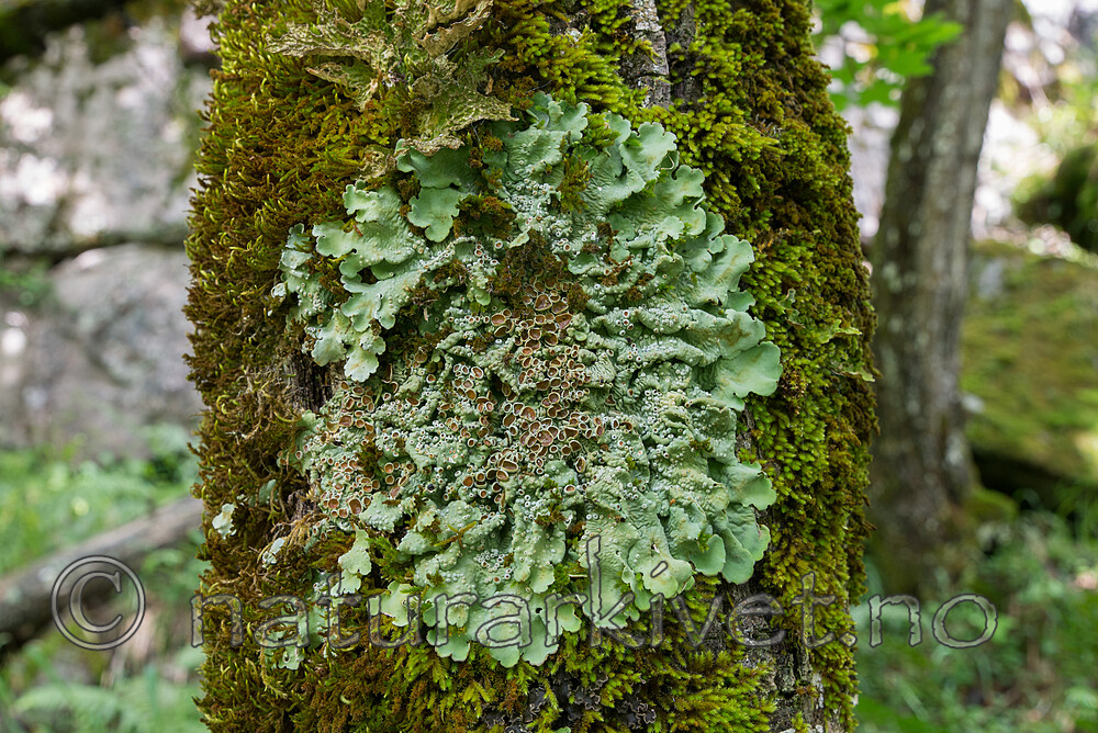 SIG_1863 / Lobaria virens / Kystnever
