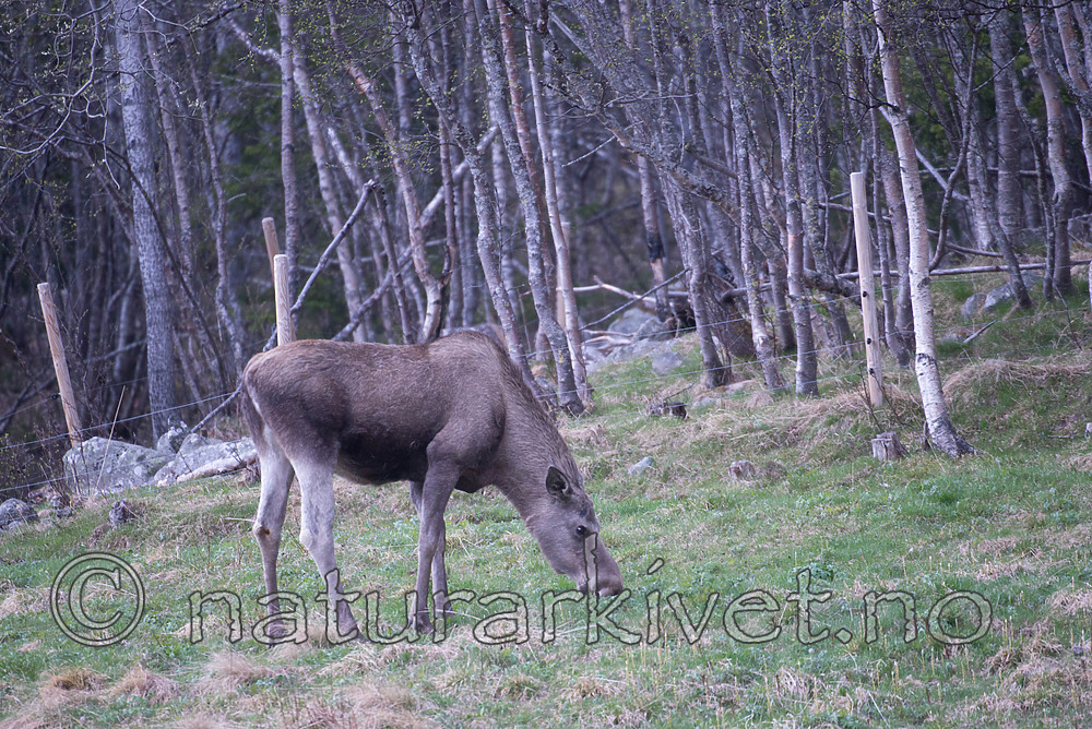 SIG_1908 / Alces alces / Elg