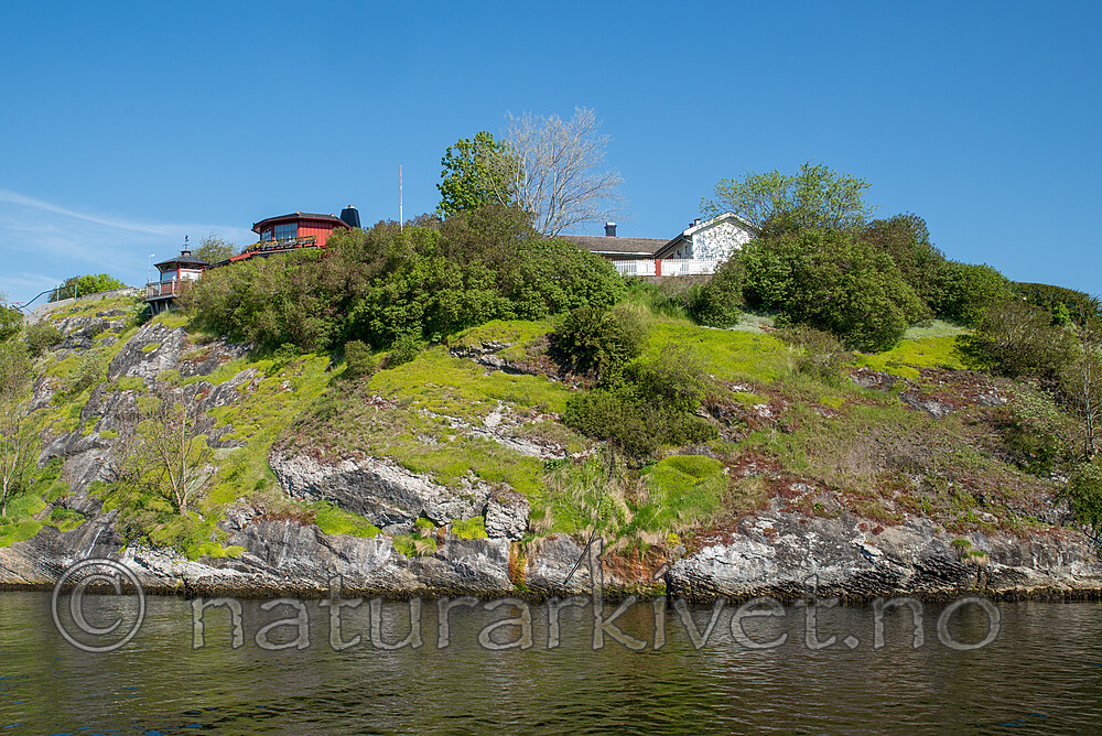 SIG_1953 / Phedimus spurius / Gravbergknapp <br /> Syringa vulgaris / Syrin