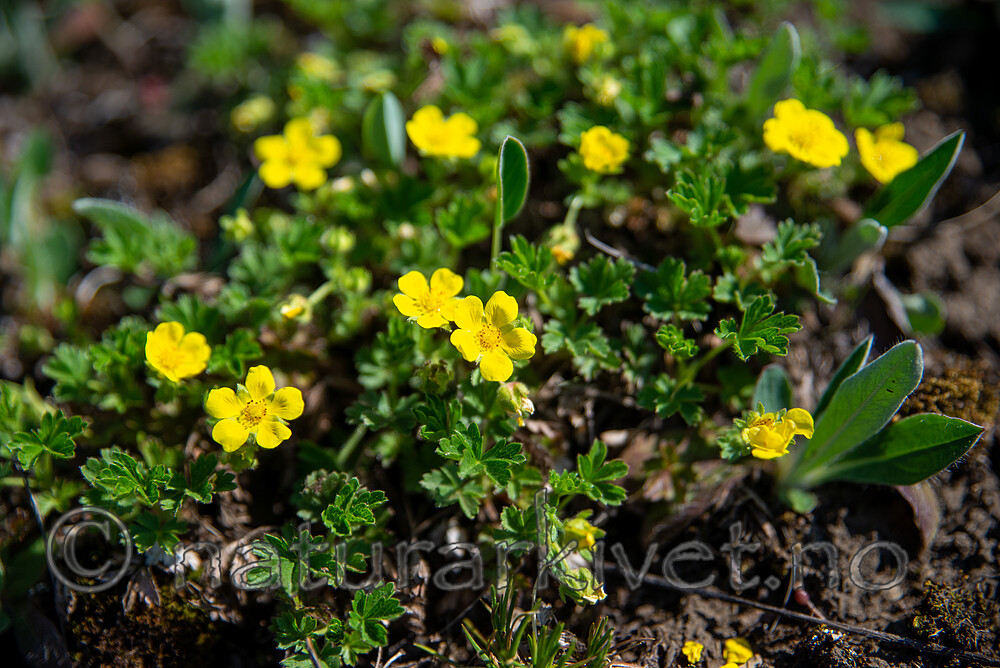 SIG_2050 / Potentilla tabernaemontani / Vårmure