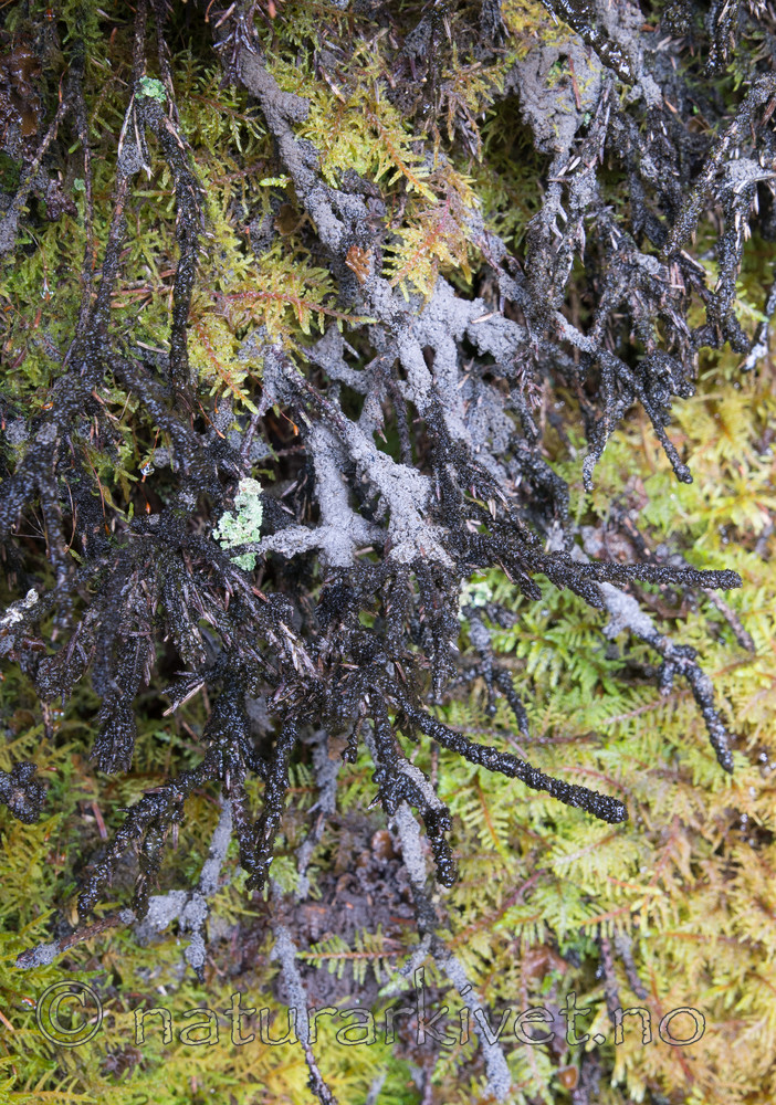 SIG_2078 / Fuscopannaria confusa / Fossefiltlav