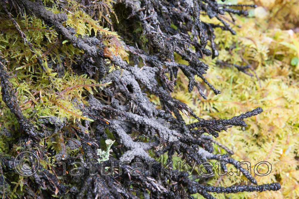 SIG_2087 / Fuscopannaria confusa / Fossefiltlav