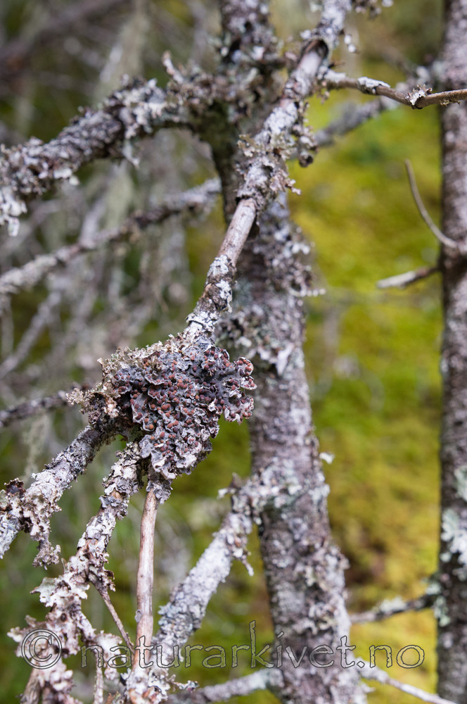 SIG_2141 / Erioderma pedicellatum / Trønderlav