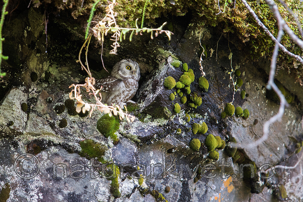 SIG_2425 / Aegolius funereus / Perleugle