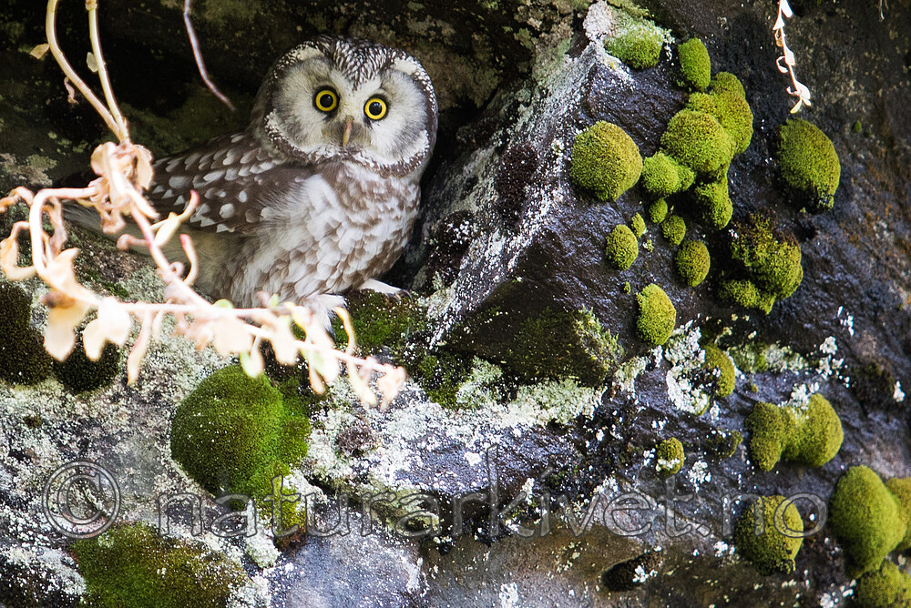 SIG_2433 / Aegolius funereus / Perleugle