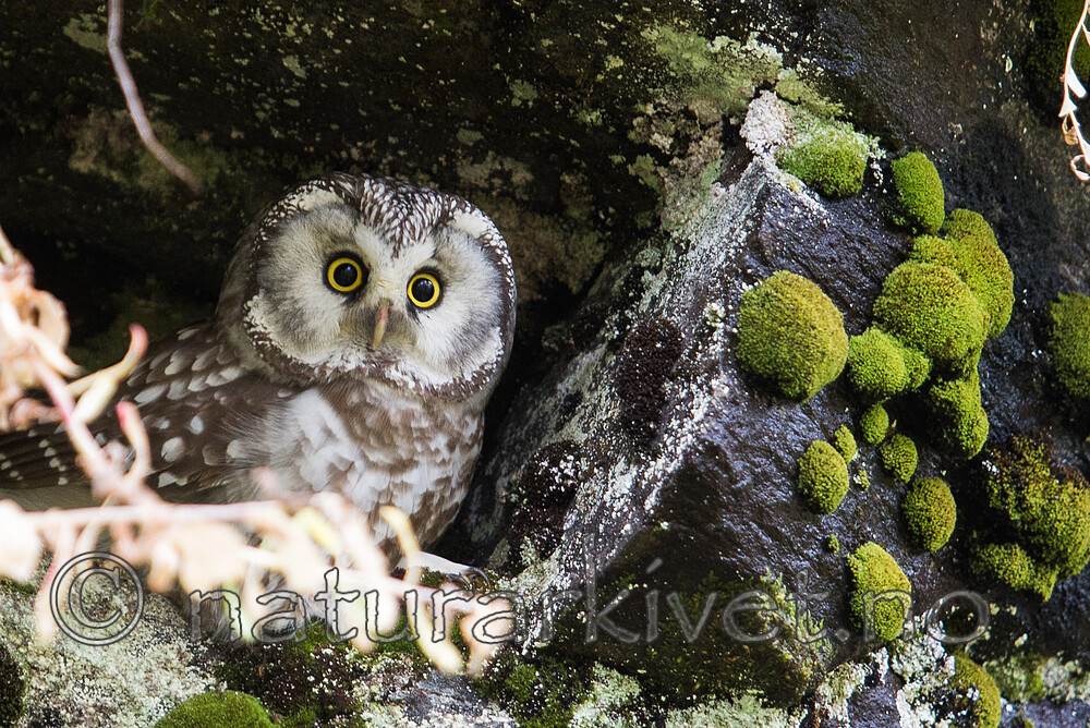 SIG_2475 / Aegolius funereus / Perleugle