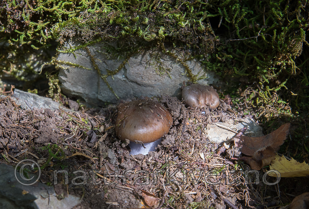 SIG_2516 / Cortinarius camptoros / Birislørsopp