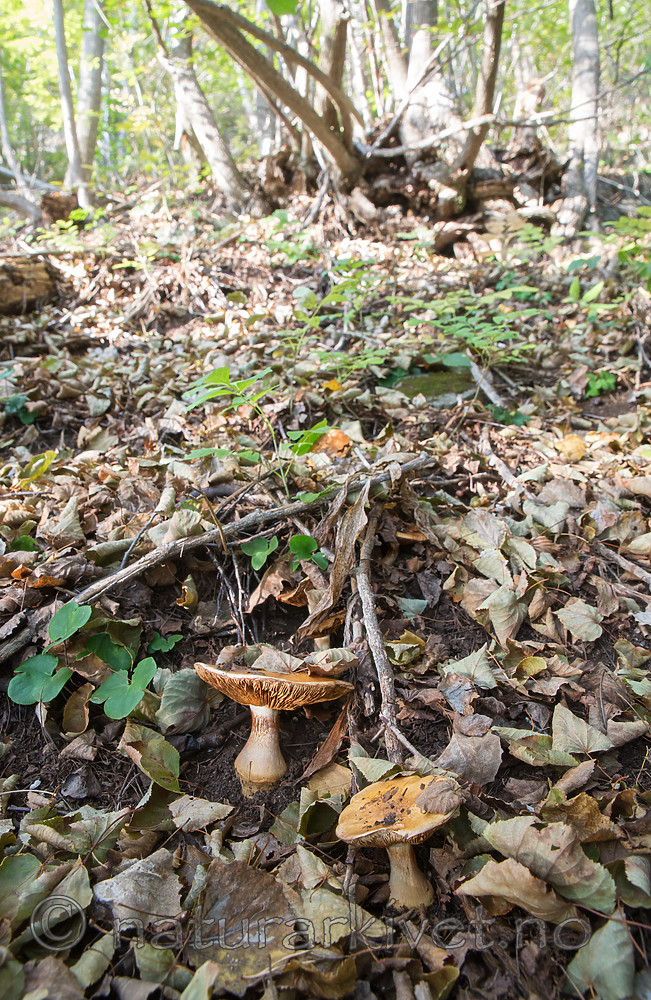 SIG_2587 / Cortinarius caesiocortinatus / Rasmarkslørsopp