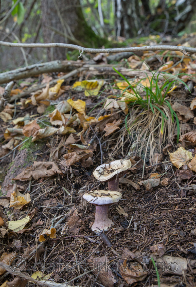 SIG_2617 / Cortinarius suaveolens / Lilla jordbærslørsopp