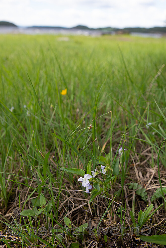 SIG_2668 / Viola stagnina / Bleikfiol