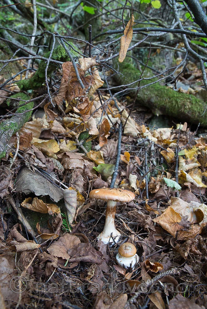 SIG_2686 / Cortinarius saporatus / Skrentslørsopp