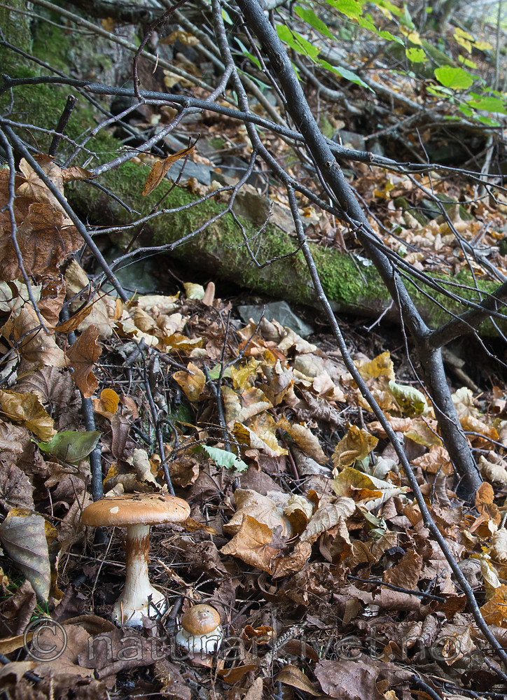 SIG_2701 / Cortinarius saporatus / Skrentslørsopp