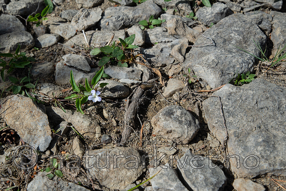 SIG_2713 / Viola stagnina / Bleikfiol