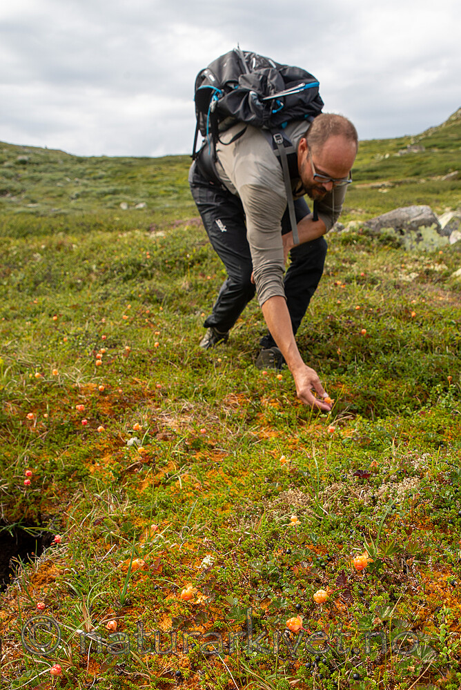 SIG_2755 / Rubus chamaemorus / Molte