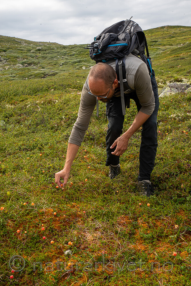 SIG_2765 / Rubus chamaemorus / Molte